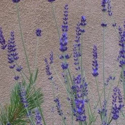 Gros Bleu French Lavender -Garden Care Sale lavandula inter gros bleu close up 1