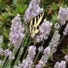 Miss Katherine English Lavender -Garden Care Sale lavandula miss katherine lavender swallowtail butterly linda bosshart 1 1