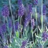 Mitcham Gray English Lavender -Garden Care Sale lavandula mitcham gray 63116 9 2