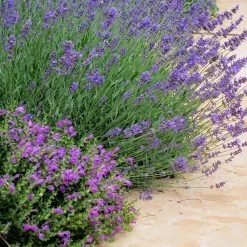 Dark Violet Skullcap (Scutellaria) -Garden Care Sale lavandula pastor pride scutellaria violet cloud