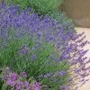 Pastor's Pride English Lavender -Garden Care Sale lavandula pastors pride lavender 1 2