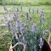 Sensational!™ Lavender 1 Sensational!™ Lavender -Garden Care Sale lavandula sensational lavender