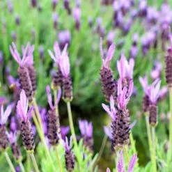 Purple Ribbon Spanish Lavender -Garden Care Sale lavandula stoechas purple ribbon spanish lavender flowers 1