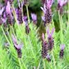 Purple Ribbon Spanish Lavender -Garden Care Sale lavandula stoechas purple ribbon spanish lavendr