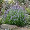 Wee One Dwarf English Lavender -Garden Care Sale lavandula wee one opuntia echinocereus cropped 2