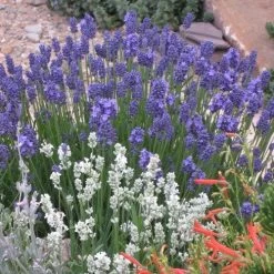 Thumbelina Leigh Dwarf English Lavender -Garden Care Sale lavandula angustifolia 63119 1 web 2
