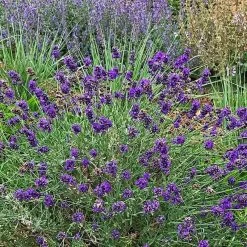 FlowerKisser® After Midnight English Lavender -Garden Care Sale lavandula angustifolia after midnight whole plant cropped 1
