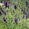 Hidcote Blue English Lavender -Garden Care Sale lavandula angustifolia hidcote blue lavender enlgish blue cropped