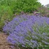 Blue Cushion English Lavender 2 Blue Cushion English Lavender -Garden Care Sale lavandula blue cushion garden 10958 3