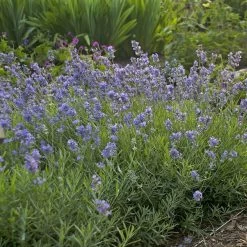 Blue Cushion English Lavender 5 Blue Cushion English Lavender -Garden Care Sale lavandula blue cushion walters gardens cropped
