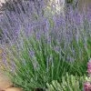 Gros Bleu French Lavender -Garden Care Sale lavandula intermedia 63156 1 web 5