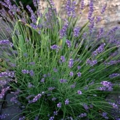 Sharon Roberts English Lavender 14 Sharon Roberts English Lavender -Garden Care Sale lavandula sharon roberts 1 1 1