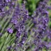 Sharon Roberts English Lavender 2 Sharon Roberts English Lavender -Garden Care Sale lavandula sharon roberts with bee 1 1
