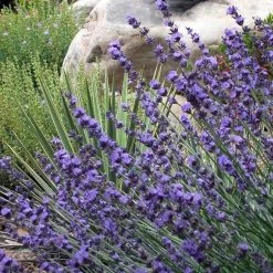Sharon Roberts English Lavender 15 Sharon Roberts English Lavender -Garden Care Sale lavender sharon roberts 1