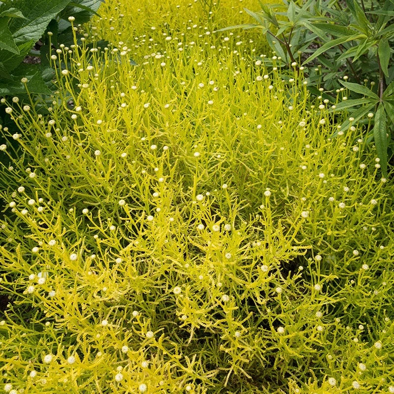 Lemon Fizz Santolina 3 Lemon Fizz Santolina