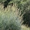 Great Basin Wildrye -Garden Care Sale leymus cinereus close up plant select great basin wildrye