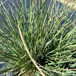 Basin Junior Wildrye 6 Basin Junior Wildrye -Garden Care Sale leymus salinus basin junior foliage