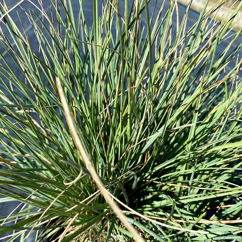 Basin Junior Wildrye 4 Basin Junior Wildrye - Image 2