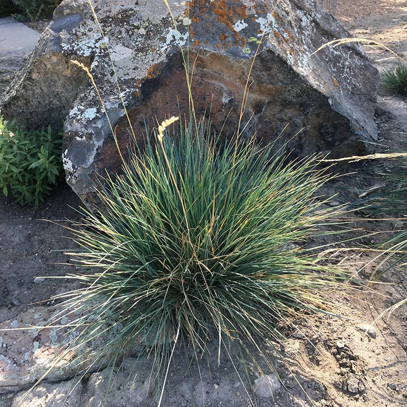 Basin Junior Wildrye 3 Basin Junior Wildrye