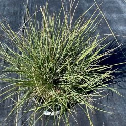 Basin Junior Wildrye 7 Basin Junior Wildrye -Garden Care Sale leymus salinus basin junior growing