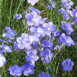 Spanish Blue Flax (Linum) -Garden Care Sale linum narbonense spanish blue flax 1 cropped