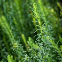 Spanish Blue Flax (Linum) -Garden Care Sale linum narbonense spanish blue flax foliage cropped