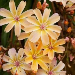 Little Peach Lewisia -Garden Care Sale little peach lewisia cluster