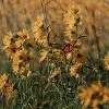 Little Prairie Native Wildflower Seed Mix -Garden Care Sale little prairie wildflowers with monarch flowers