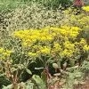 Little Rascal Sulphur Buckwheat -Garden Care Sale little rascal sulphur buckwheat eriogonum allenii little rascal