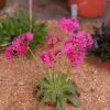 Little Raspberry Lewisia -Garden Care Sale little raspberry lewisia 1