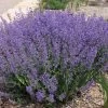 Little Trudy® Nepeta 1 Little Trudy® Nepeta -Garden Care Sale little trudy nepeta bush undaunted garden 1