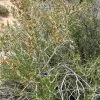 Littleleaf Mountain Mahogany (Cercocarpus) -Garden Care Sale littleleaf mountain mahogany cercocarpus shrubs