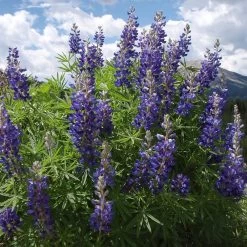 High Country Meadow Native Wildflower Seed Mix -Garden Care Sale lupine mountainside