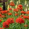 Maltese Cross (Silene) -Garden Care Sale lychnis chalcedonica 1