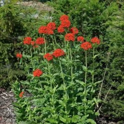 Maltese Cross (Silene) 7 Maltese Cross (Silene) -Garden Care Sale lychnis chalcedonica 3
