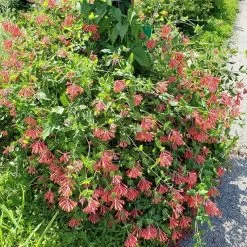 Major Wheeler Honeysuckle Vine -Garden Care Sale major wheeler honeysuckle vine 2 1
