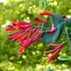 Major Wheeler Honeysuckle Vine -Garden Care Sale major wheeler honeysuckle vine c