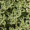 Silver Edged Horehound (Marrubium) 1 Silver Edged Horehound (Marrubium) -Garden Care Sale marrubium rotundifolium plant select cropped