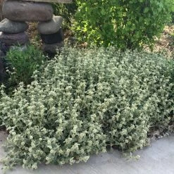 Silver Edged Horehound (Marrubium) -Garden Care Sale marrubium rotundifolium silver edged horehound cindy jewell 2
