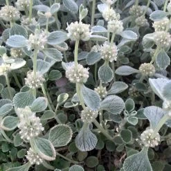 Silver Edged Horehound (Marrubium) -Garden Care Sale marrubium rotundifolium silver edged horehound cindy jewell
