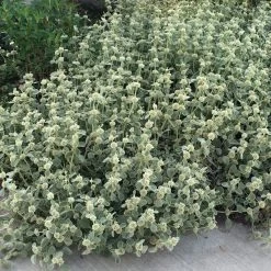 Silver Edged Horehound (Marrubium) -Garden Care Sale marrubium rotundifolium silver edged horehound cindy jewell 3