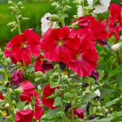 Mars Magic Single Hollyhock -Garden Care Sale mars magic single hollyhock alcea rosea walters garden flowers