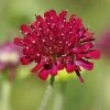Mars Midget Pincushion Flower 2 Mars Midget Pincushion Flower -Garden Care Sale mars midget pincushion flower knautia macedonica