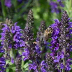 May Night Salvia -Garden Care Sale may night savlia bee