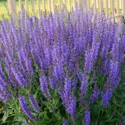 May Night Salvia -Garden Care Sale may night savlia walters gardens