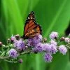 Meadow Blazing Star (Liatris) -Garden Care Sale meadow blazing star monarch on liatris ligulistylus