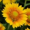 Mesa™ Peach Gaillardia -Garden Care Sale mesa peach gaillardia garden flower bloom