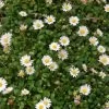Miniature Mat Daisy (Bellium)