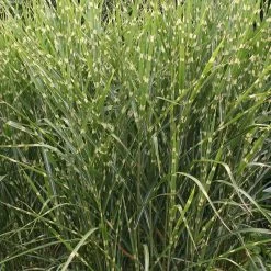 Gold Breeze Miscanthus Grass -Garden Care Sale miscanthus sinensis gold breeze 1 1