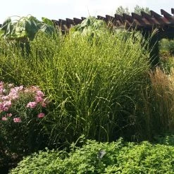Gold Breeze Miscanthus Grass -Garden Care Sale miscanthus gold breeze 3 cropped